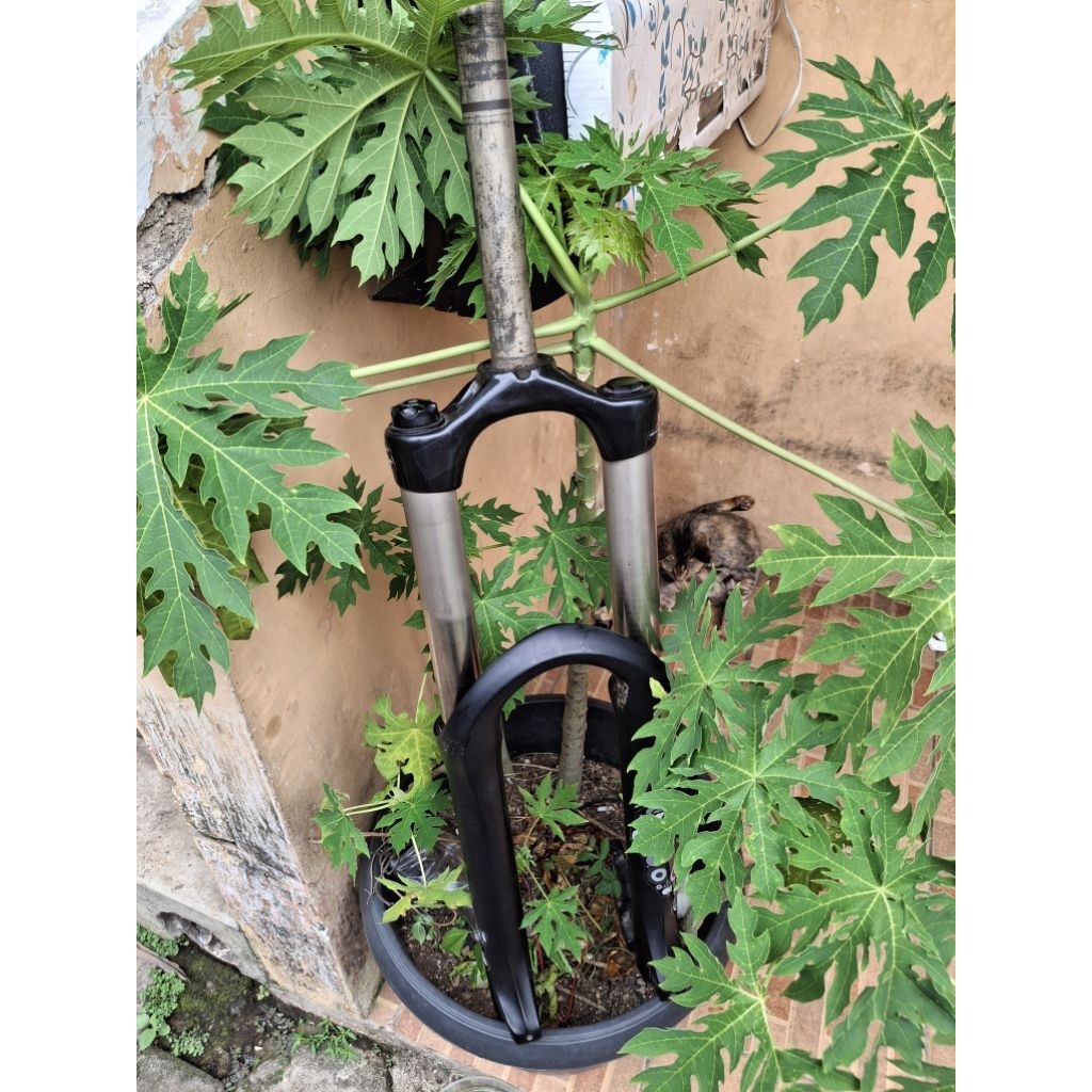 fork rst storm spring coi 26