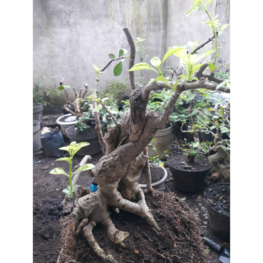 Bonsai Bahan Gulgum ( Gulo Gumantung )