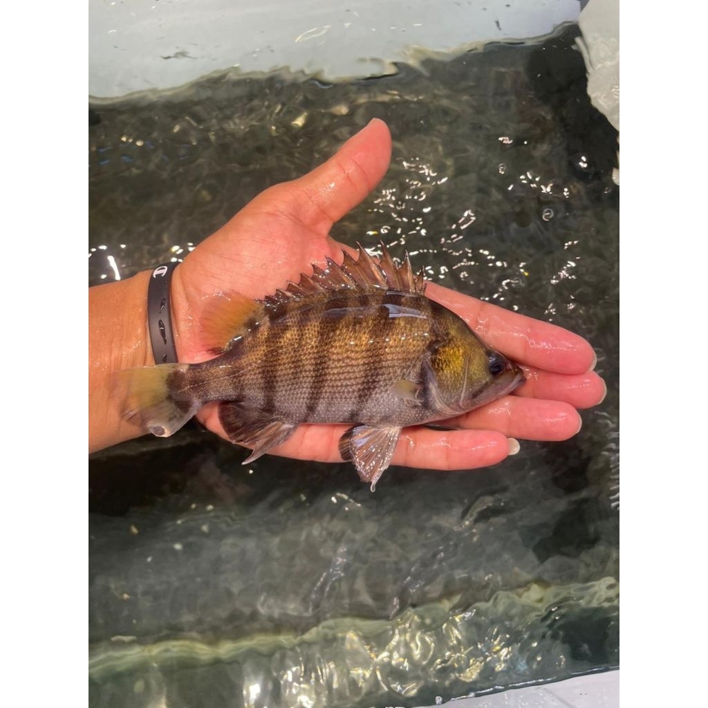 Datz silver Uk.4 Jari Simetris MixBar