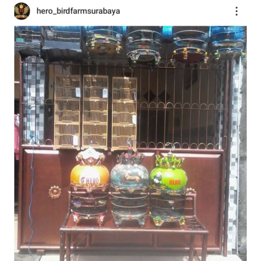 PERKUTUT BANGKOK DEWASA RING HERO HARGA 2 EKOR