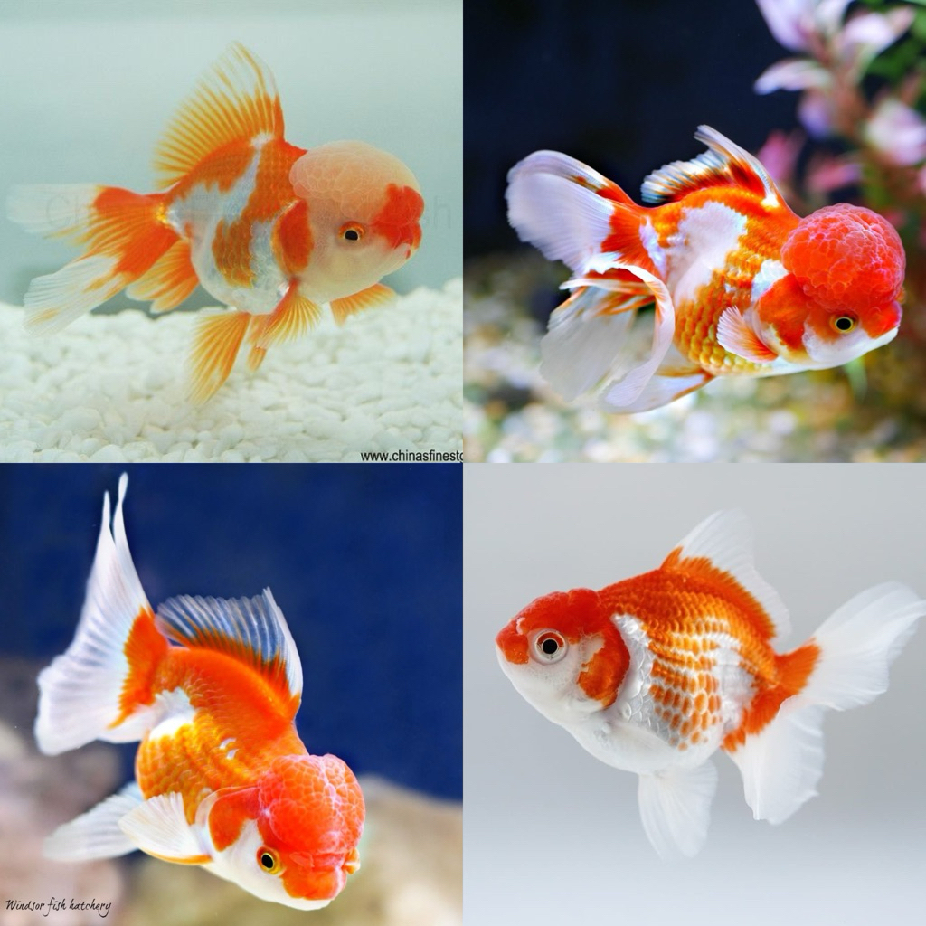 [Chan Aquatic] Ikan Hias Koki Oranda Red White Size M Koki Oranda Merah Putih