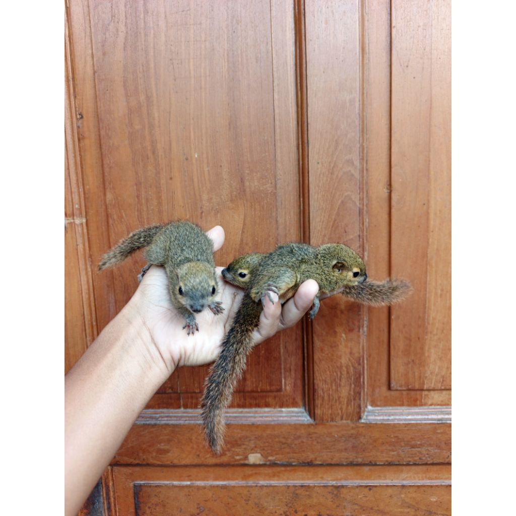 bajing kelapa anakan