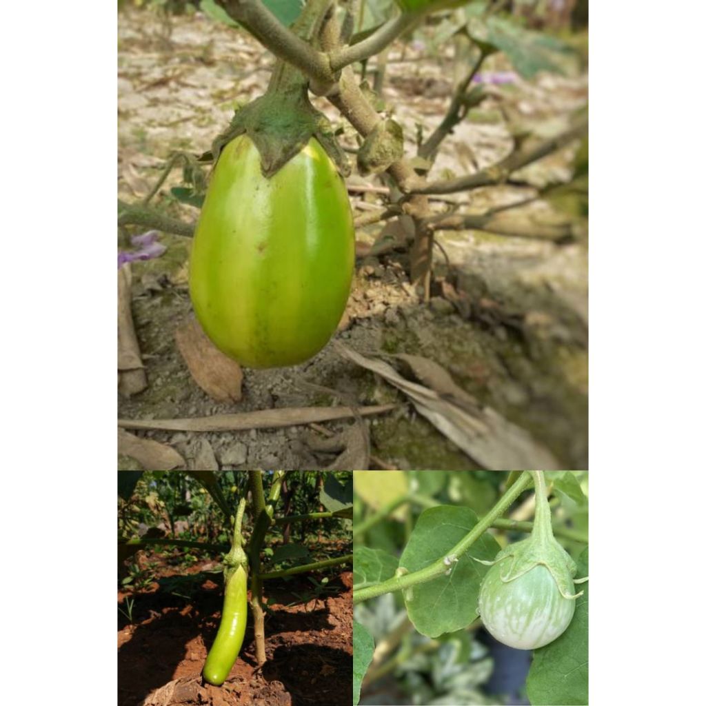 SEMAI SUBUR - ANEKA BENIH TERONG