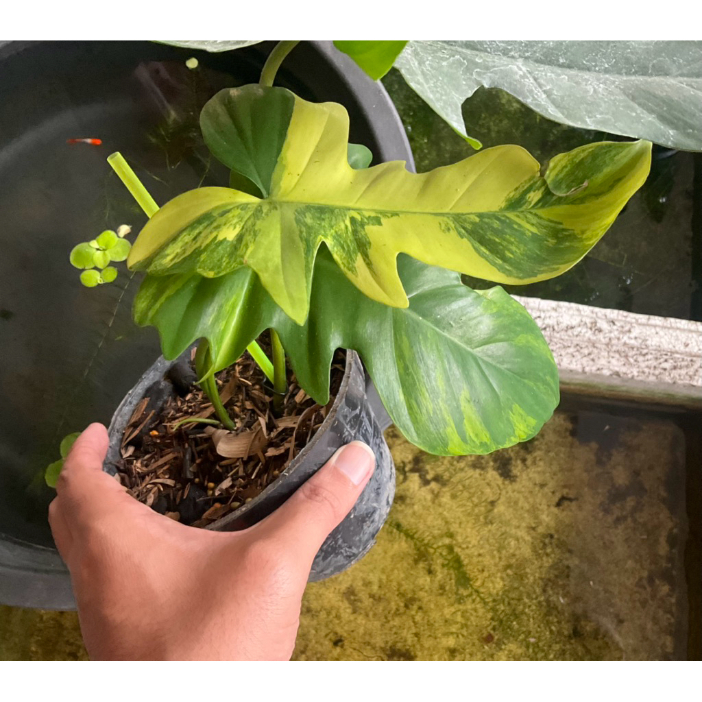 Philodendron Flomay Hybrid Florida Beauty X Mayoi Tanaman Hias Variegata Varigata