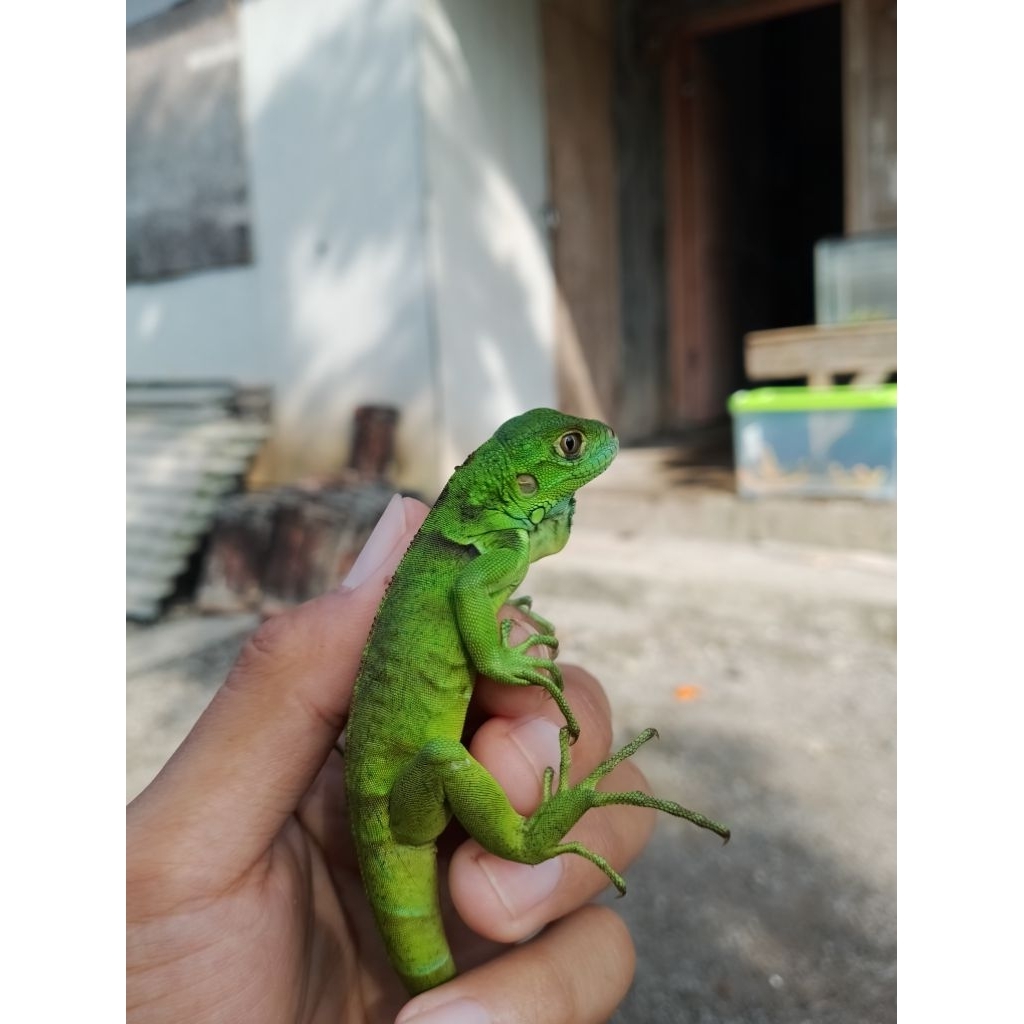 BABY IGUANA GREEN CAKEP