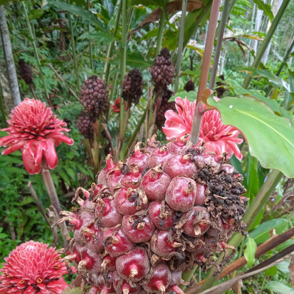 honje laka / bahan jus minuman sehat yang enak