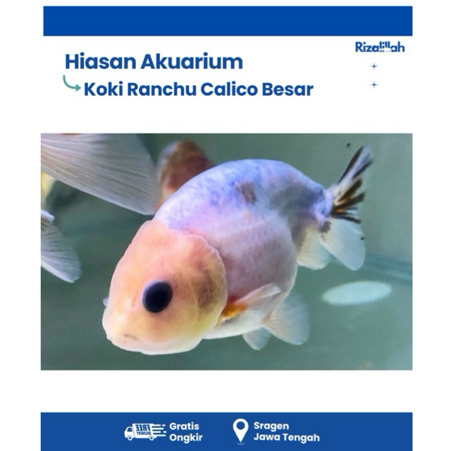 Koki Ranchu Calico Besar