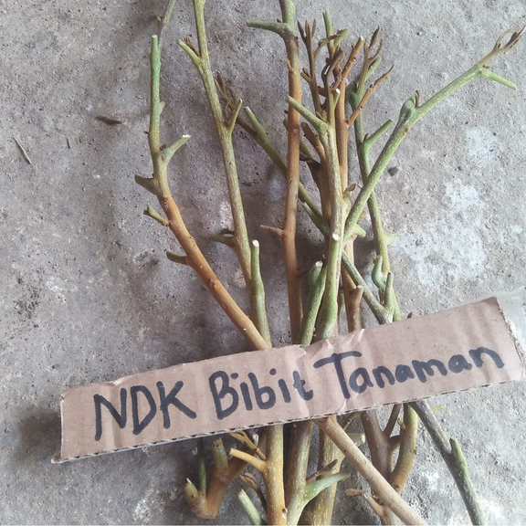 Entres / Batang Segar Kelengkeng Kateki