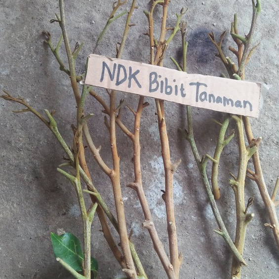 Entres / Batang Segar Kelengkeng Matalada