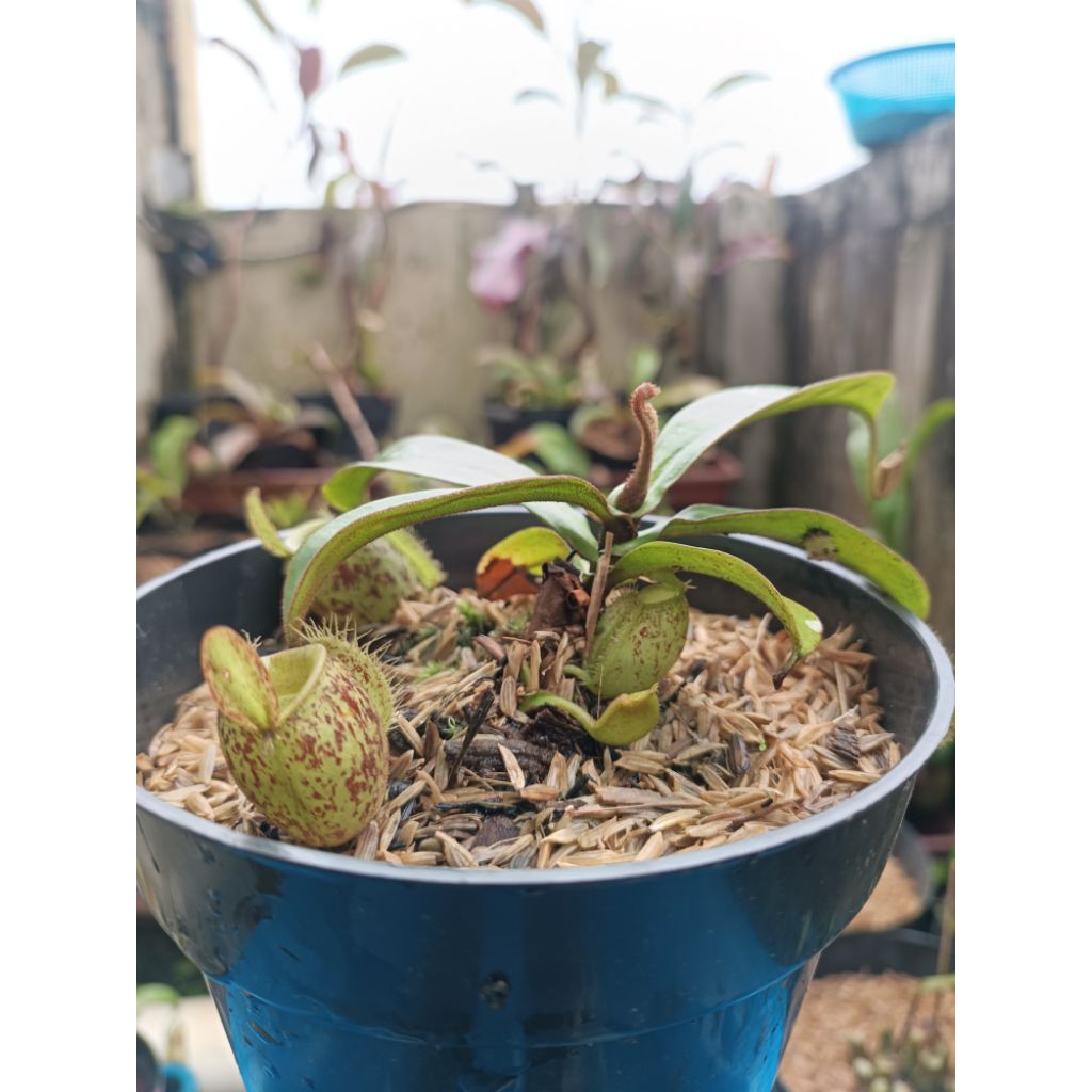 kantong semar nepenthes ampullaria tricolor roset