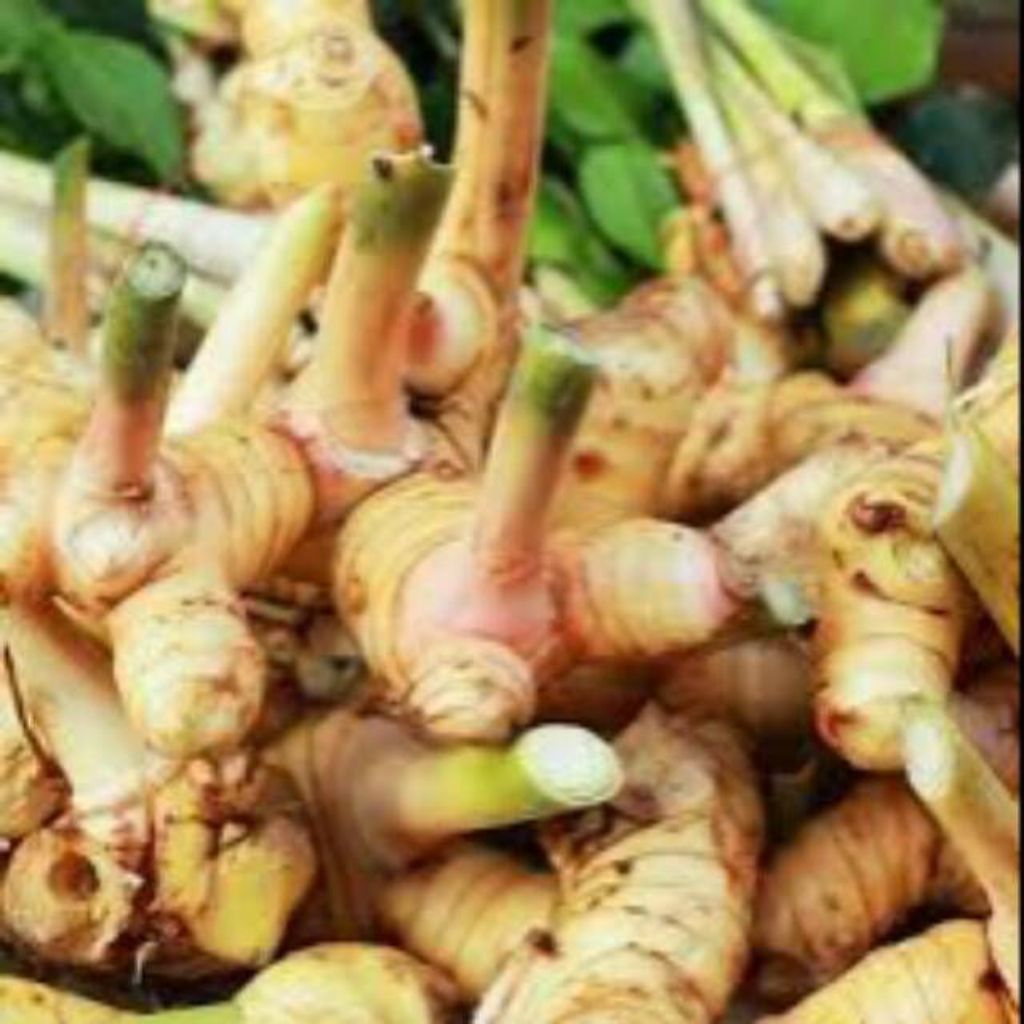 lengkuas putih/laja 1kg segar fresh