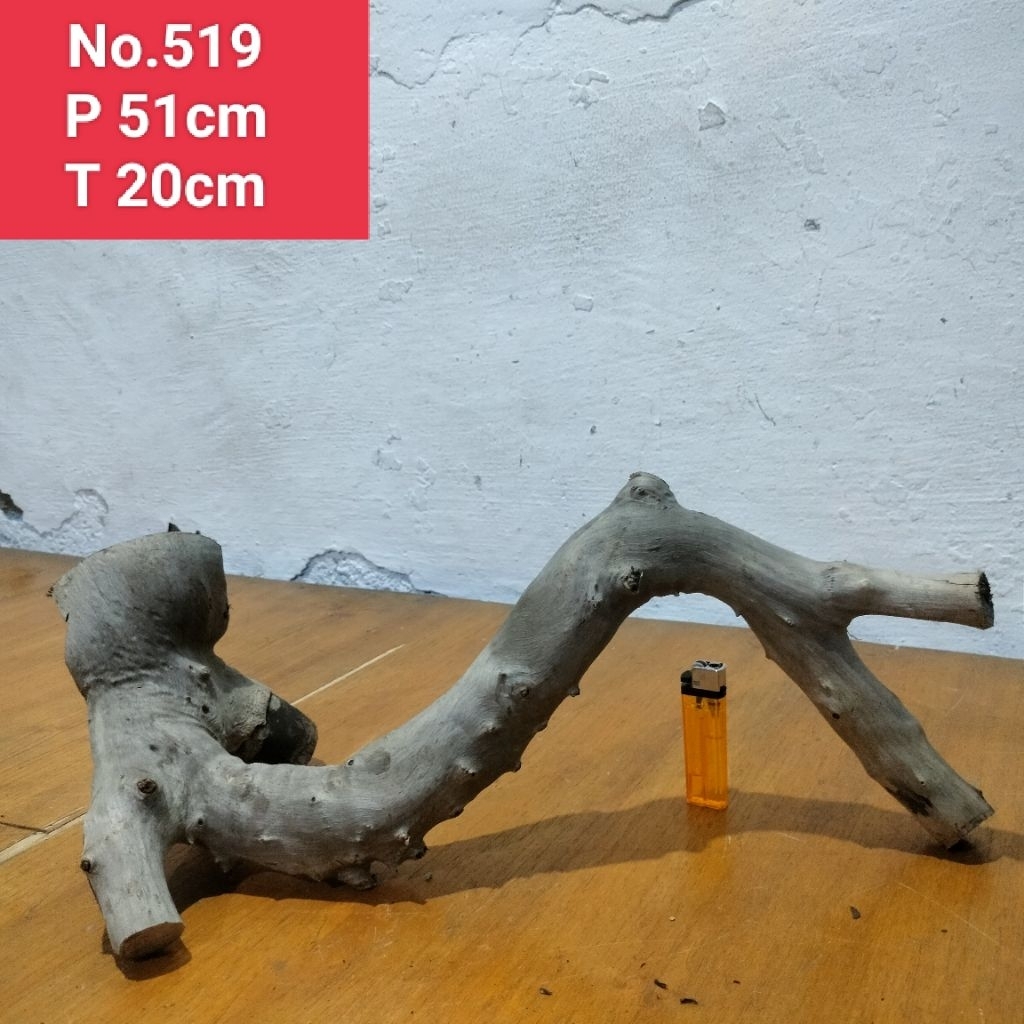 bonggolan akar santigi laut kayu santigi laut 519