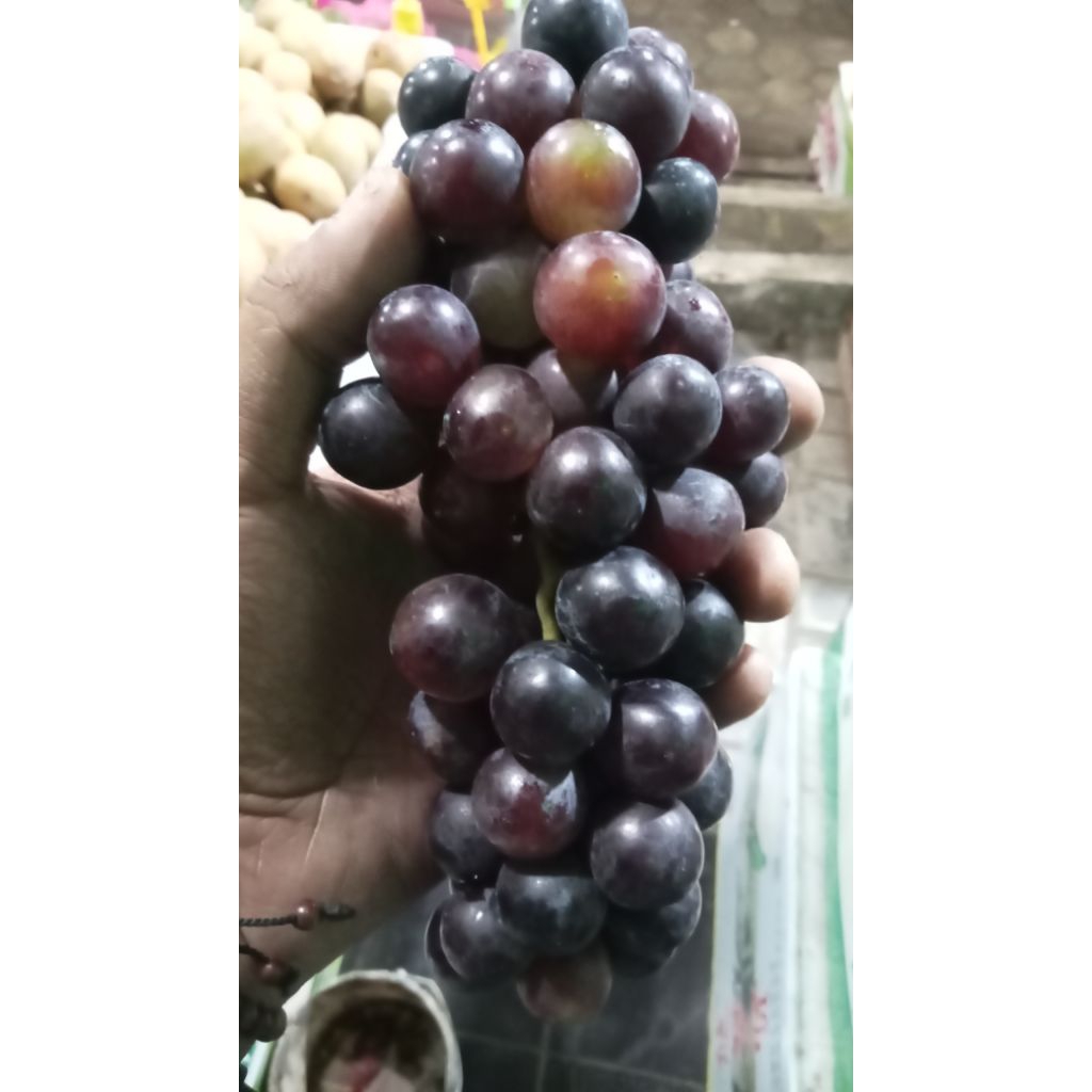 anggur hitam bali 1kg