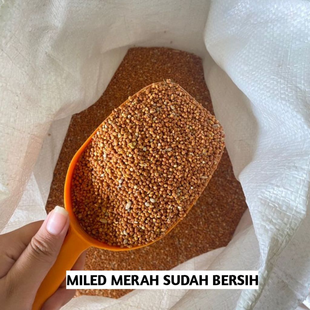 MILED MERAH 1 KG PAKAN BURUNG PAKAN HAMSTER BERSIH