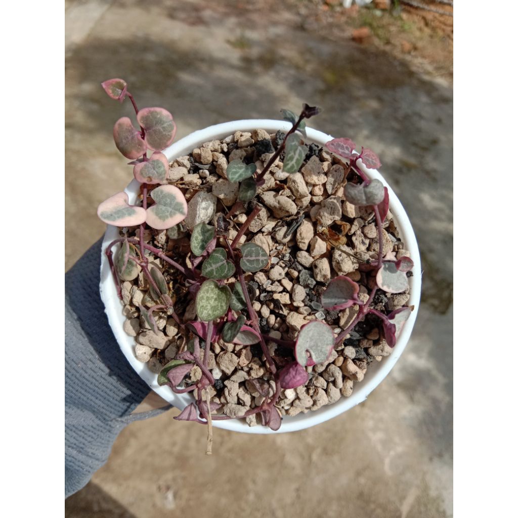 STRING OF HEART VARIEGATA .