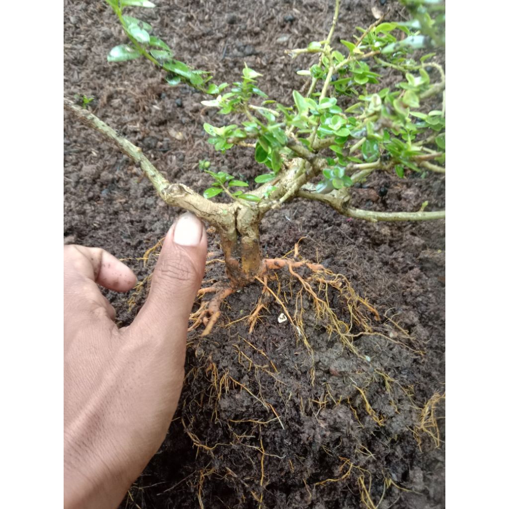 Sancang bahan mame akar kokoh dan sehat