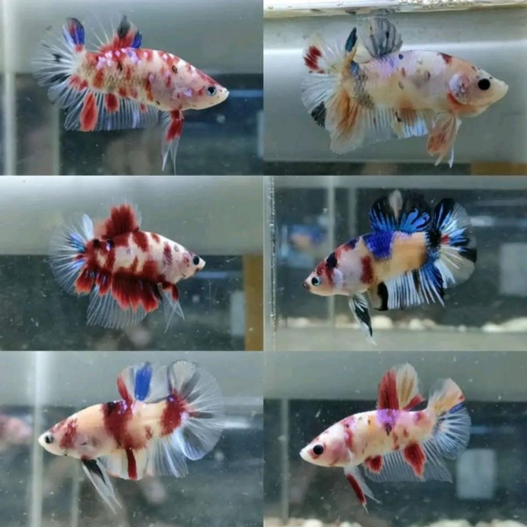 Plakat Cupang Hias - Sepasang (Random)