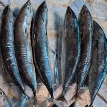 ikan cakalang 3 ekor beku. ikan segar di bekukan.