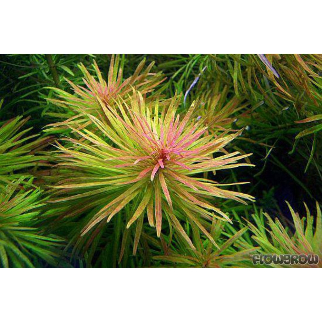 Ludwigia Inclinata var Cuba - Tanaman Aquatic