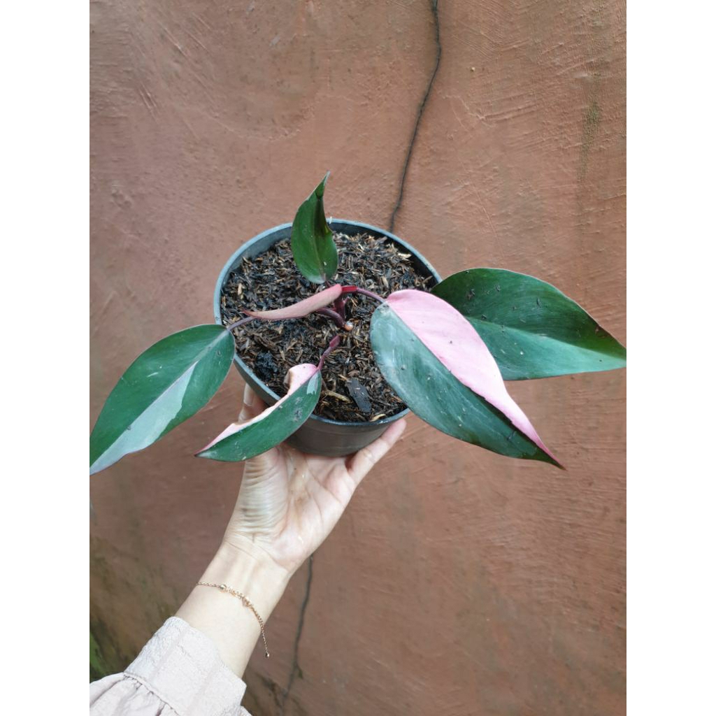 Philodendron Pink Princess Marble Variegata