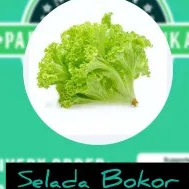 Selada bokor