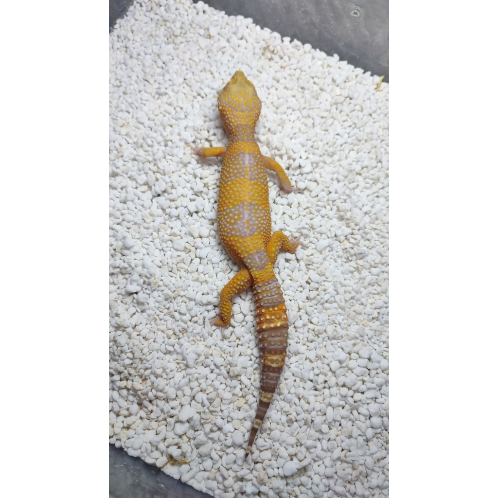 Leopard Gecko - Fire Tremper Lavender - Betina Jumbo - Gendong Telur