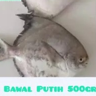 Ikan Bawal laut Putih 500g