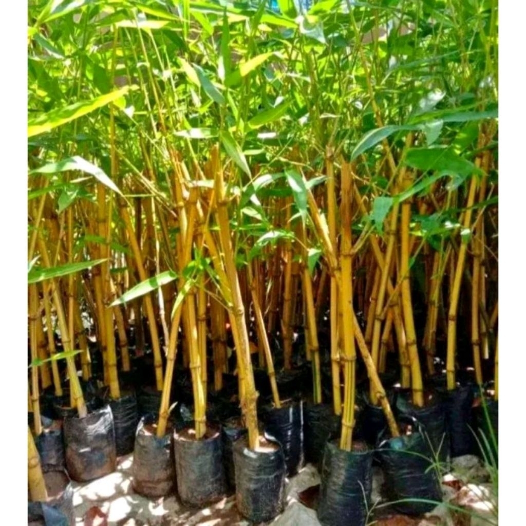 Bibit Bambu Kuning / Ampel Kuning Siap Tanam / Tanaman Hias Bambu Kuning