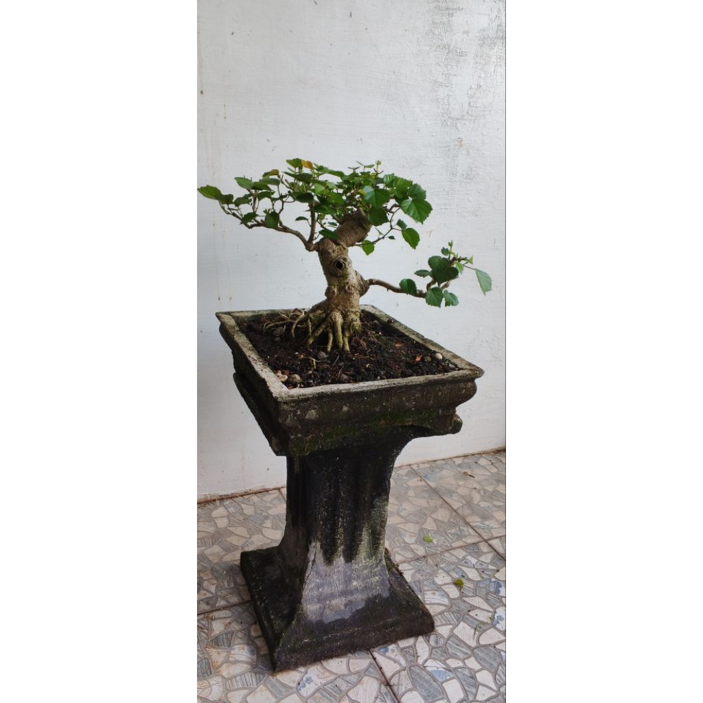 Bonsai Waru Taiwan