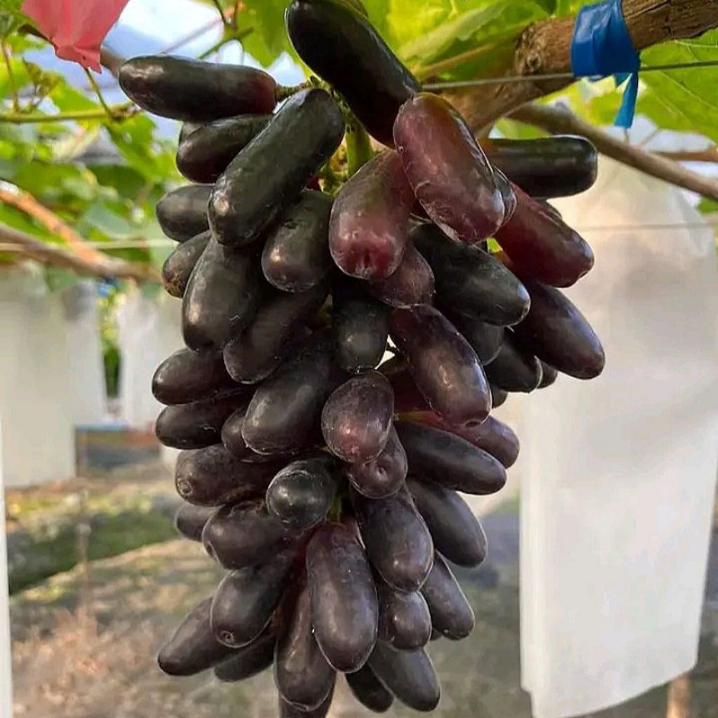 Bibit Anggur Import Moondrop manis segar valid, hasil grafting