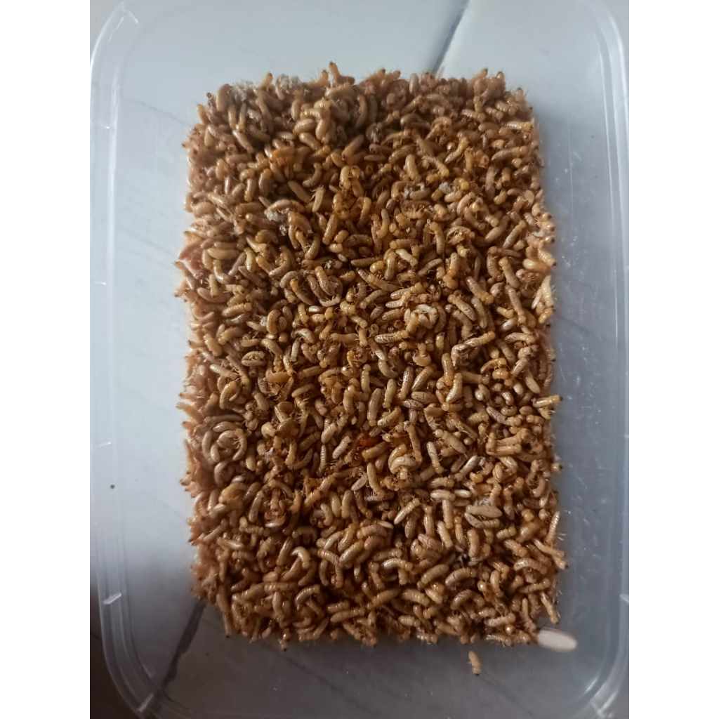 Poa/Pua/Rengas Rangas Umpan Mancing Legendaris