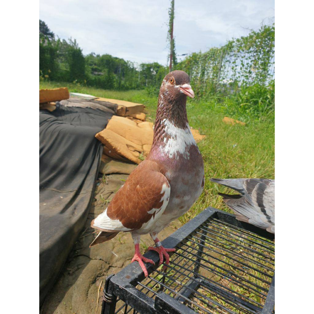 merpati sepasang tinggal lomba Giringan A