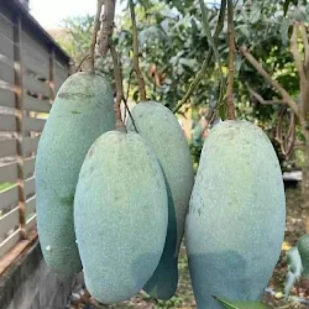 Bibit Mangga Chokanan Siap Berbuah dengan Teknik Okulasi