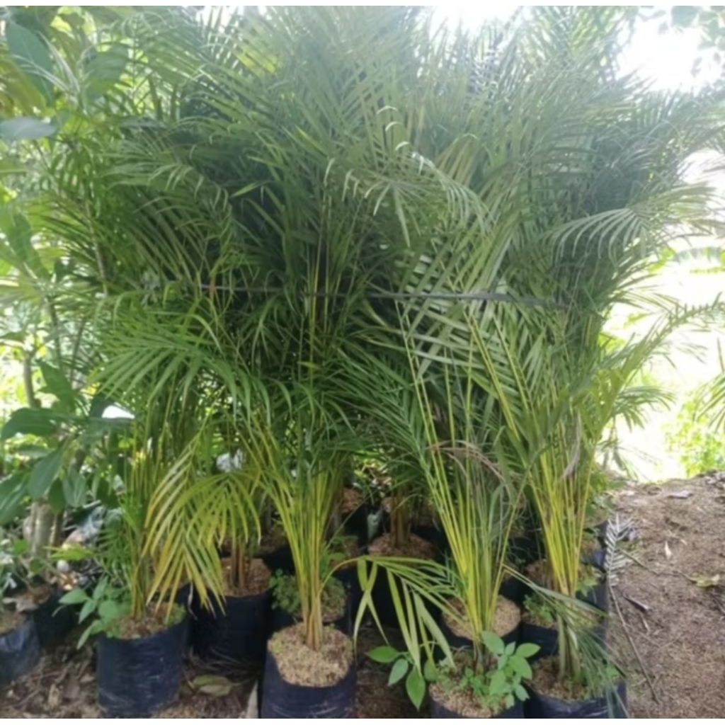 Tanaman hias Palem kuning 2meter batang besar