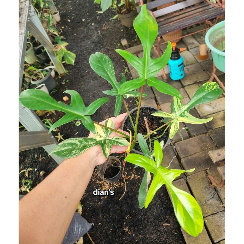 tanaman hias philodendron florida beauty variegata