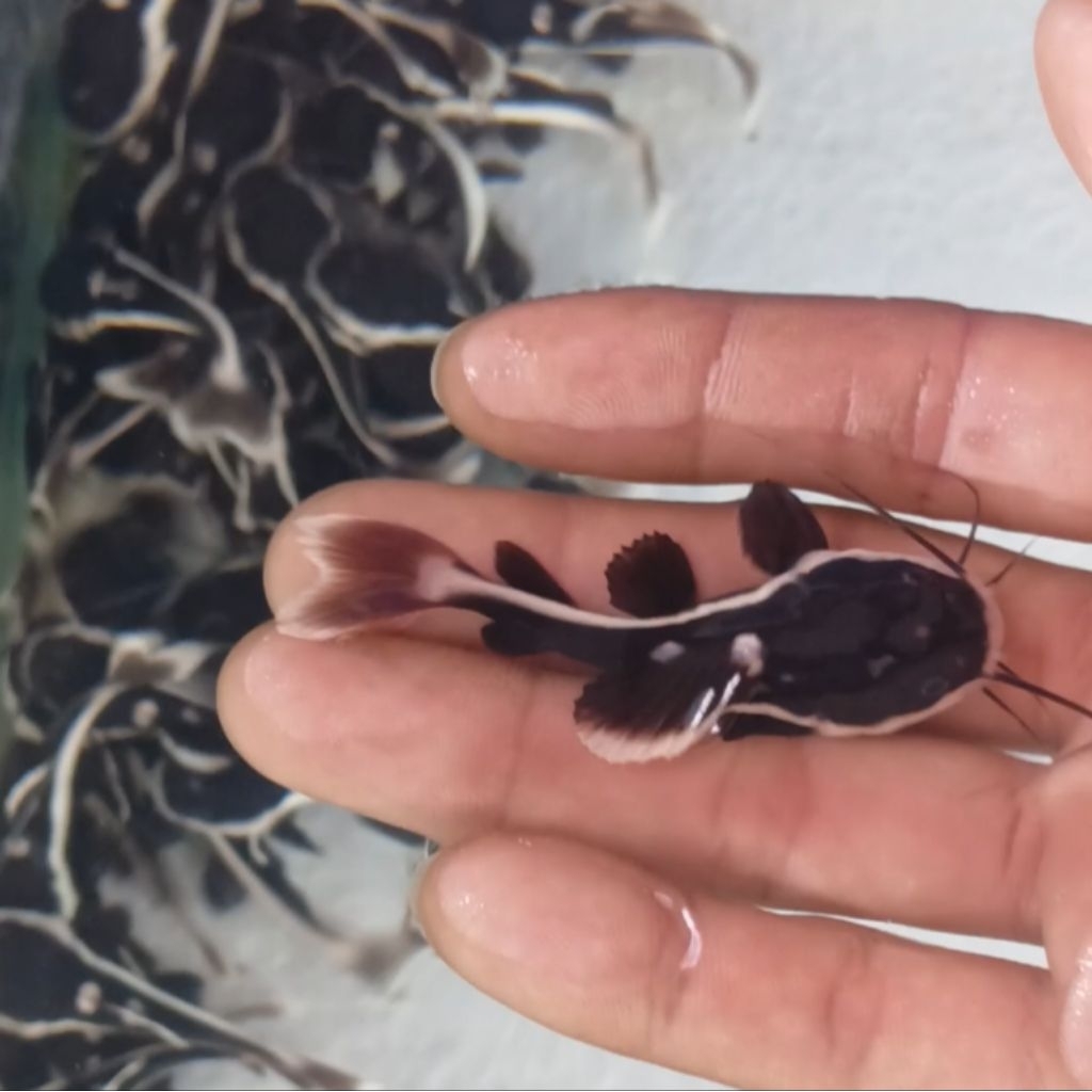 RTC Catfish (6cm + + +)
