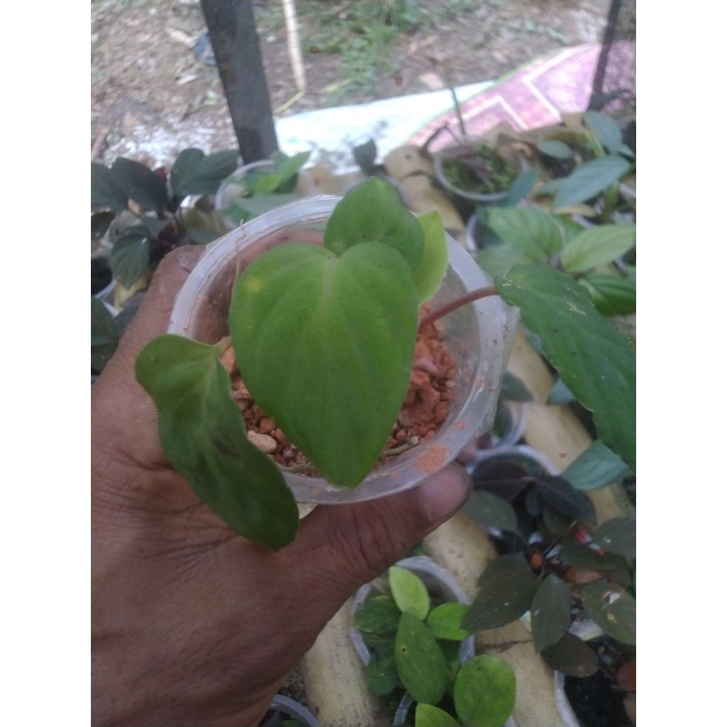 Homalomena humilis green sp Sumatra