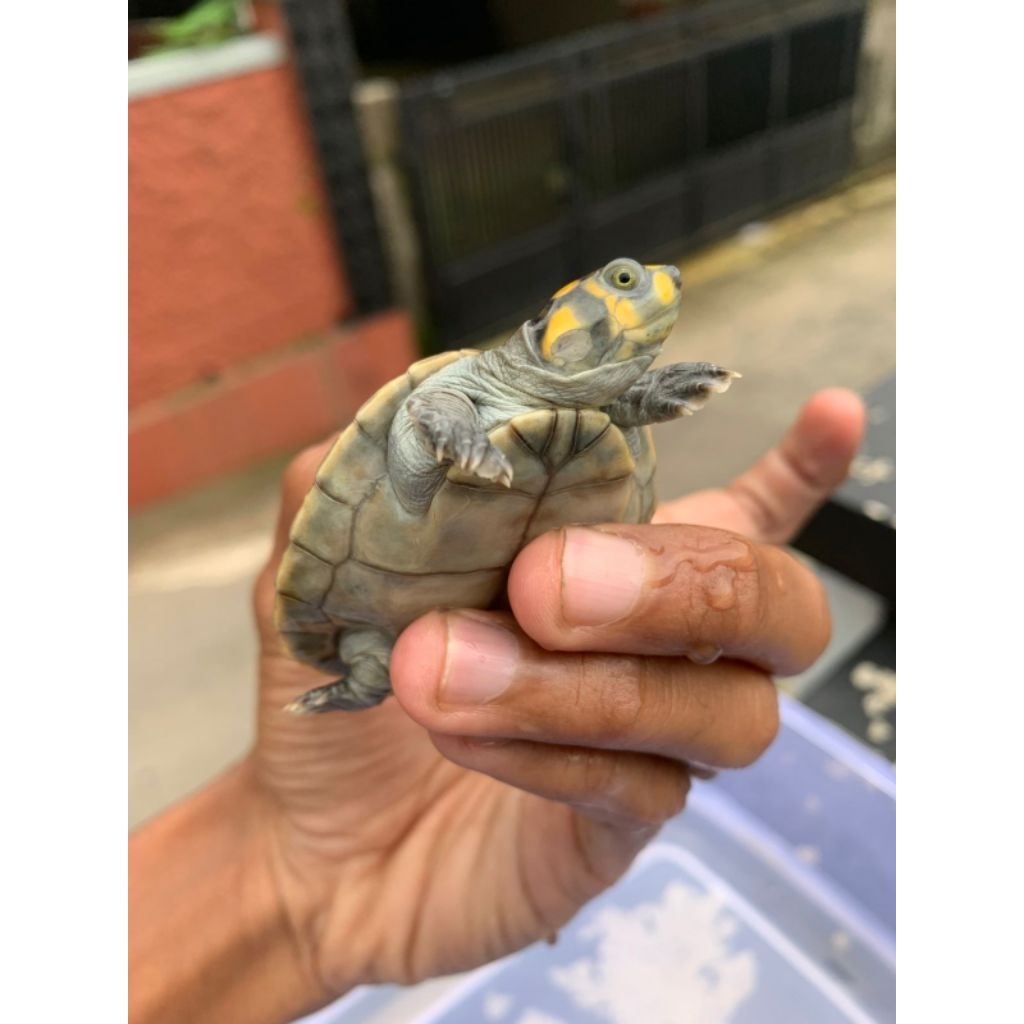 Unifilis / Badut Sehat Rakus Lincah