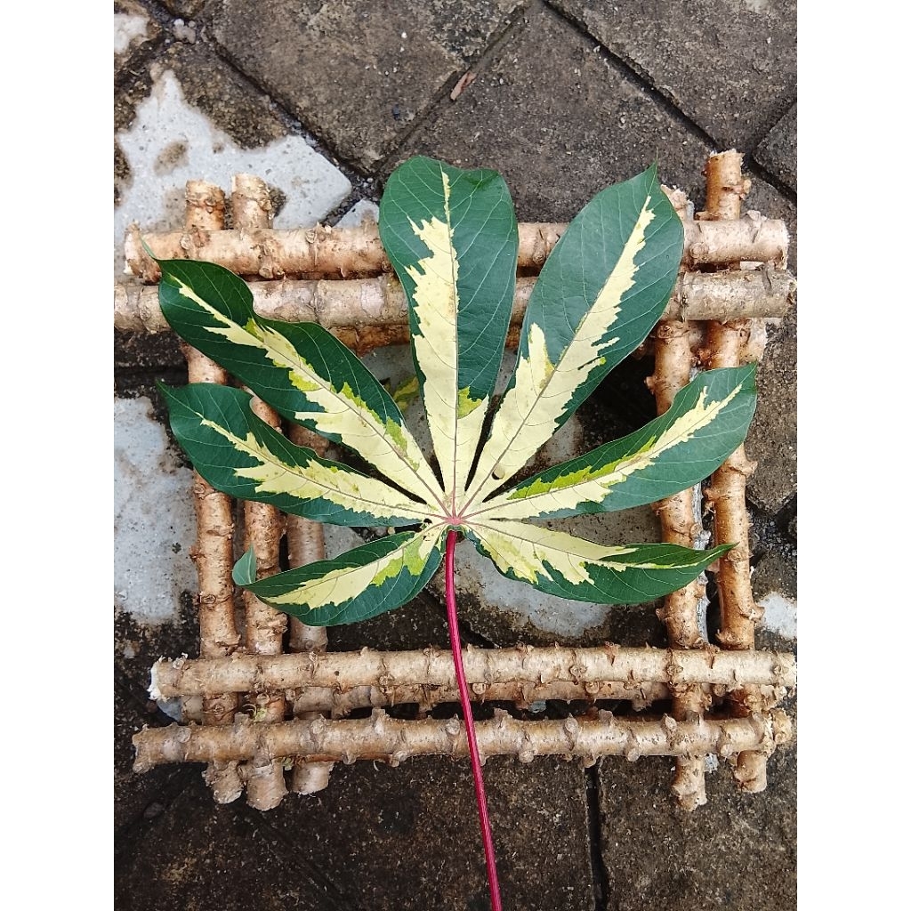 Bibit Singkong Varigata Unik Daun bisa untuk Lalapan & tanaman hias