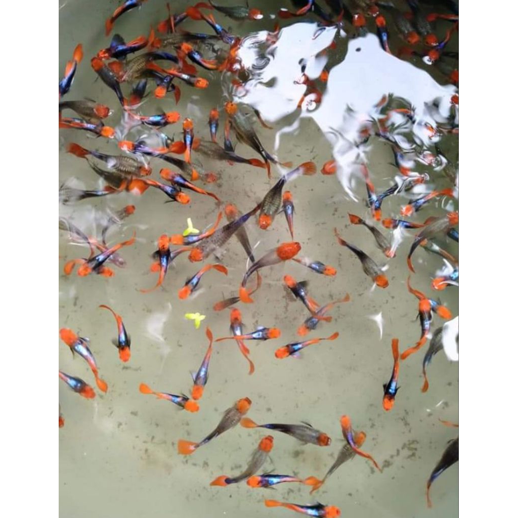 Guppy Tuxedo Koi Red