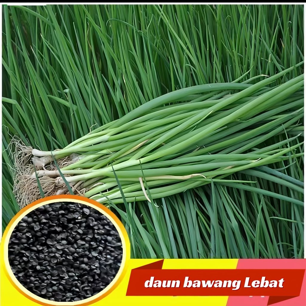 10 Biji Benih Daun Bawah Bentuk Biji Benih Daun Bawang Hijau