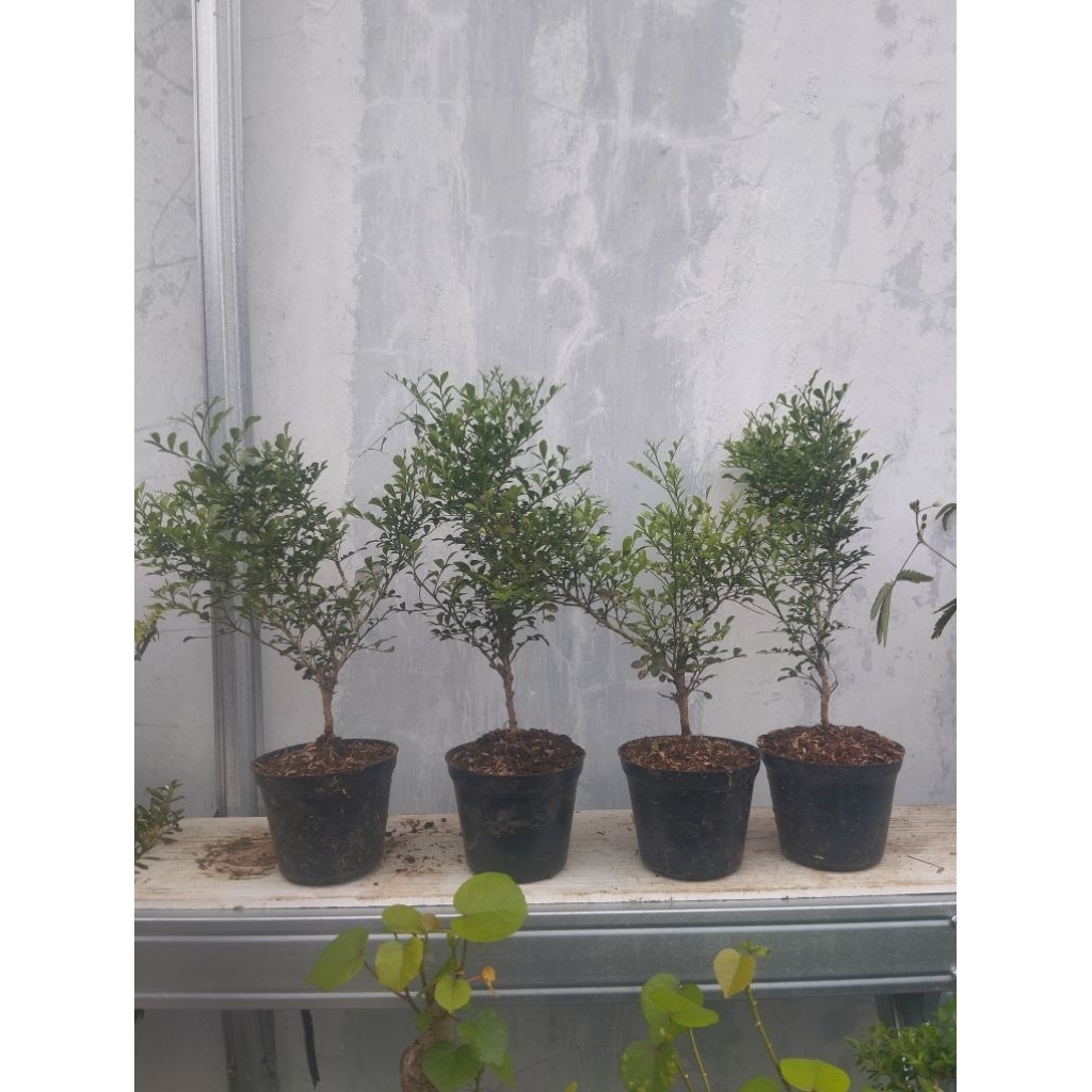BAHAN BONSAI KEMUNING MIKRO - tanaman kemuning mikro - tanaman sehat - subur