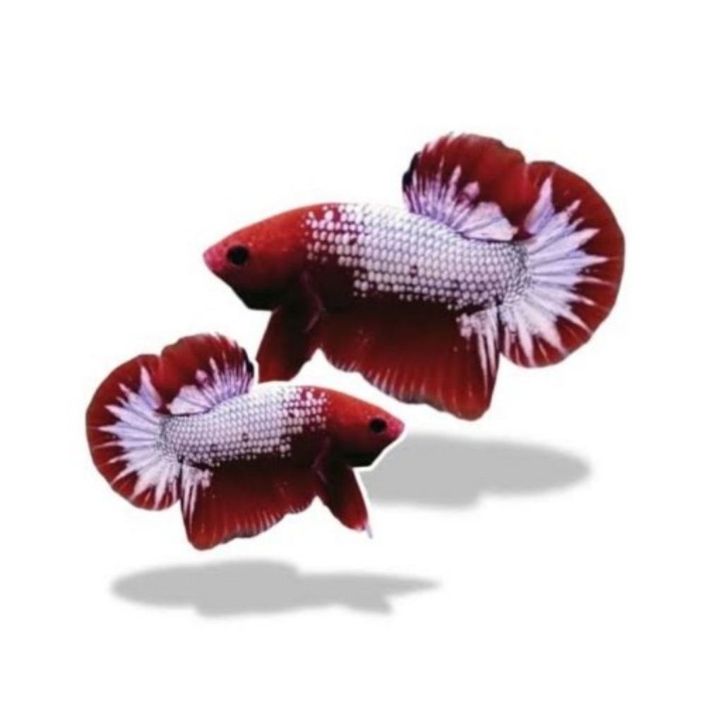 CUPANG FCCP SEPASANG