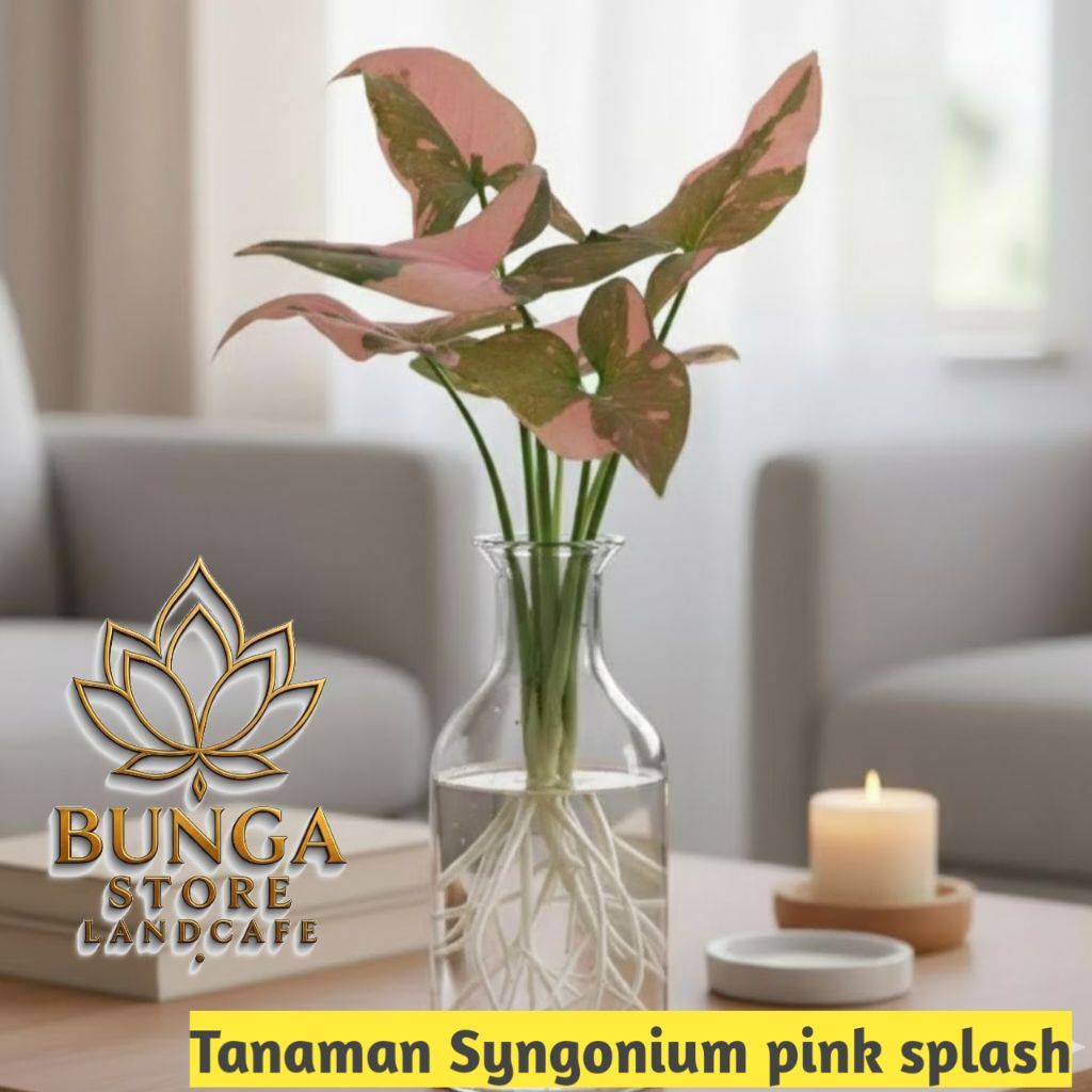 Tanaman media air syngonium pink splash - tanaman syngonium pink splash