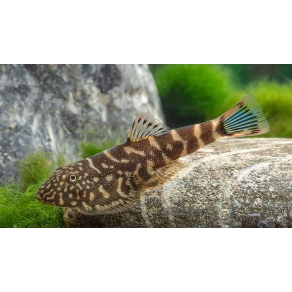 ikan Borneo sucker new rare spesies