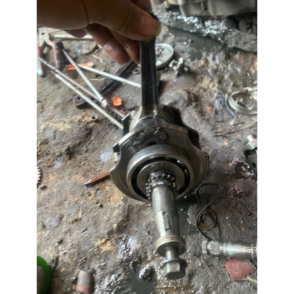 kruk as tiger strukan L68