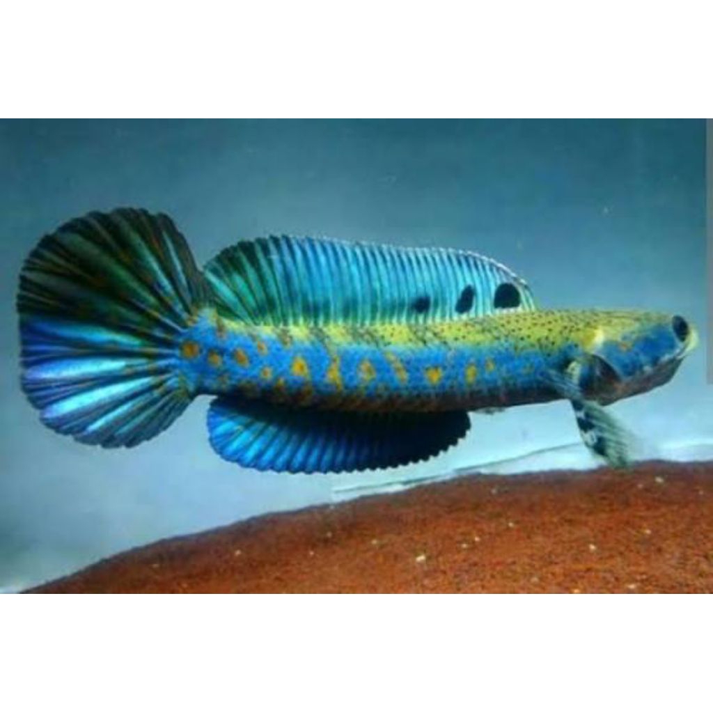Channa Blue Pulchra Premium Quality 6-18 cm