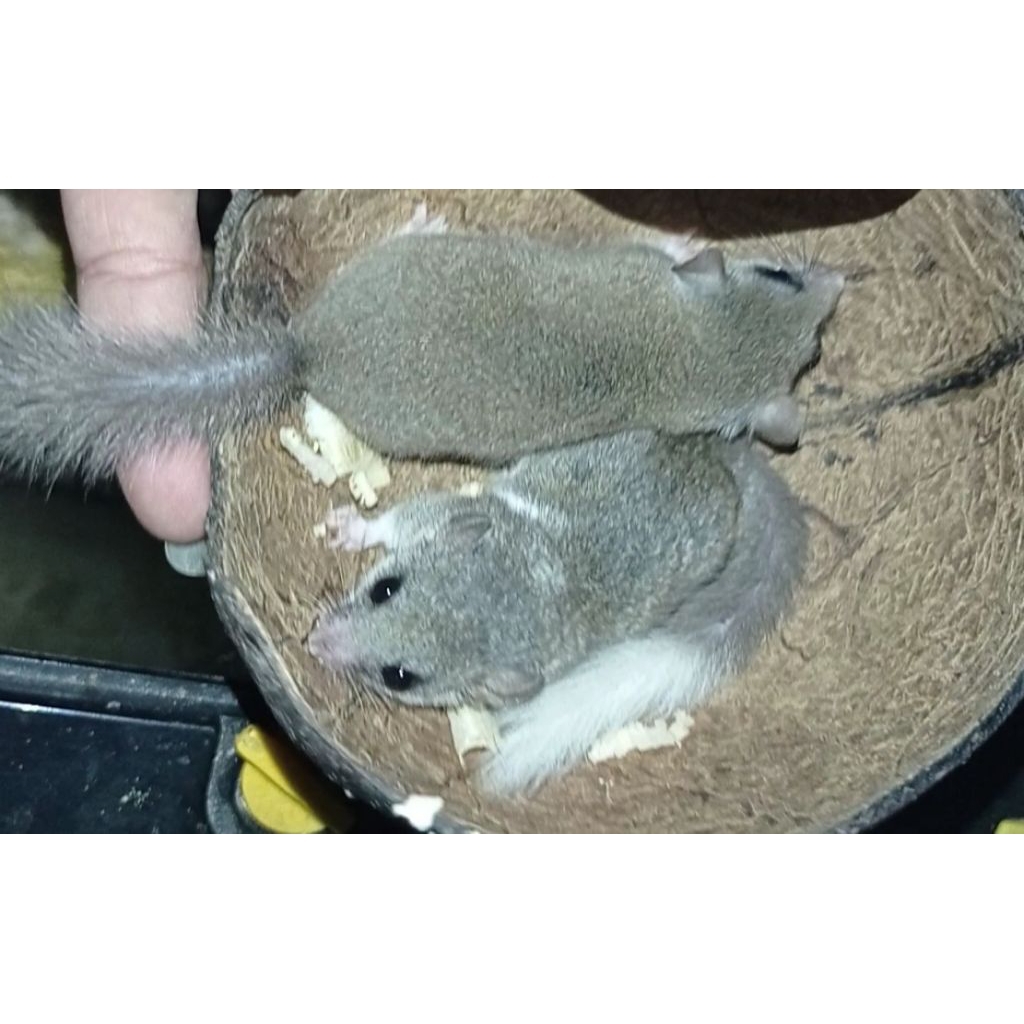 africa pygmy dormice