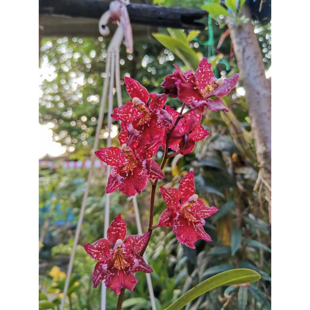 Oncidium Guanshin Sweet Heart Merah – Anggrek Wangi Kemruyuk