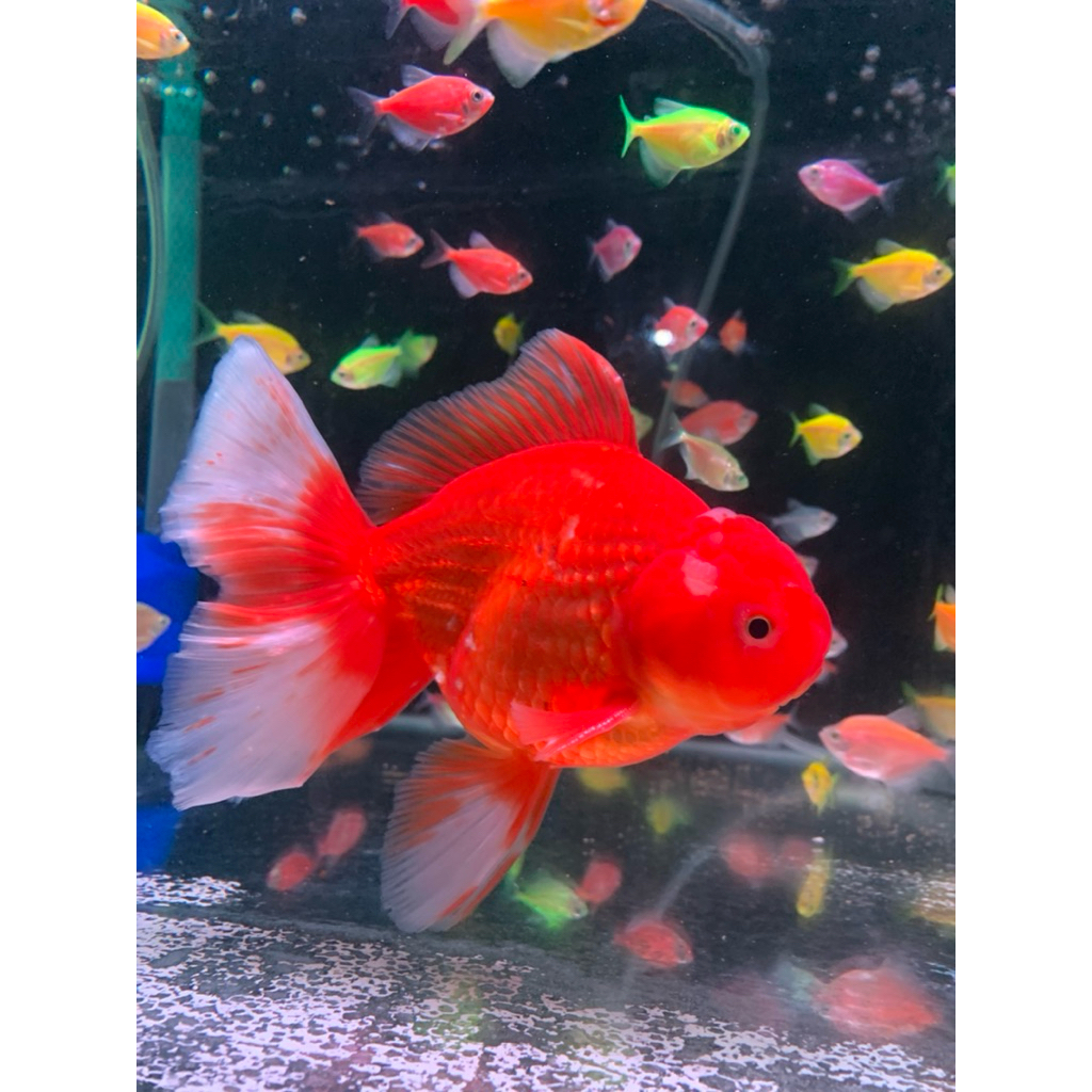 HIASAN AQUARIUM INDUKAN MAS KOKI ORANDA PANDA DAN DOUBLE COLOR